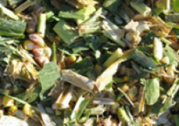Bắp ủ chua